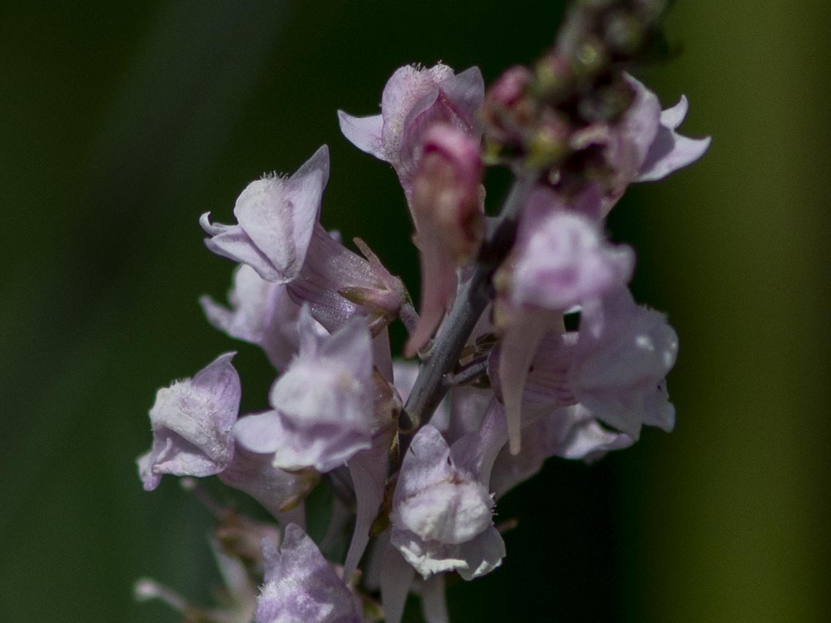 Blüte von der Seite